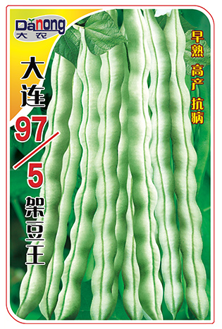 大连97/5架豆王