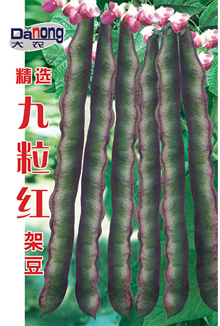 精选九粒红架豆