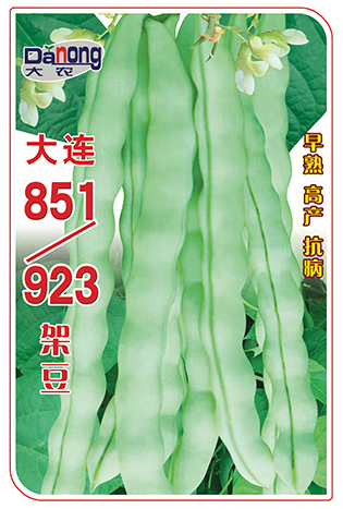 大连851/923架豆
